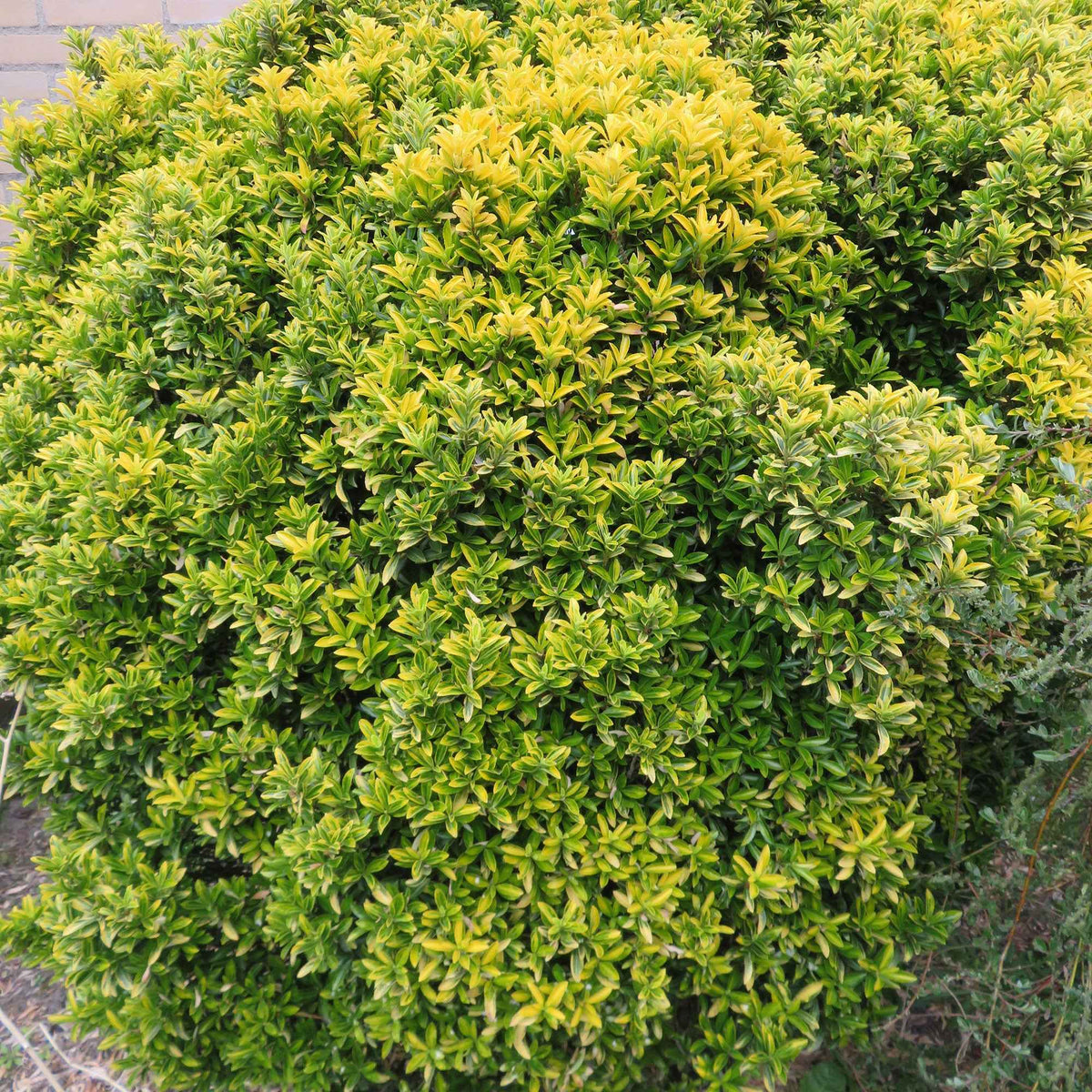 Fusain du Japon aureovariegatus - Euonymus japonicus microphyllus Aureovariegatus - Willemse