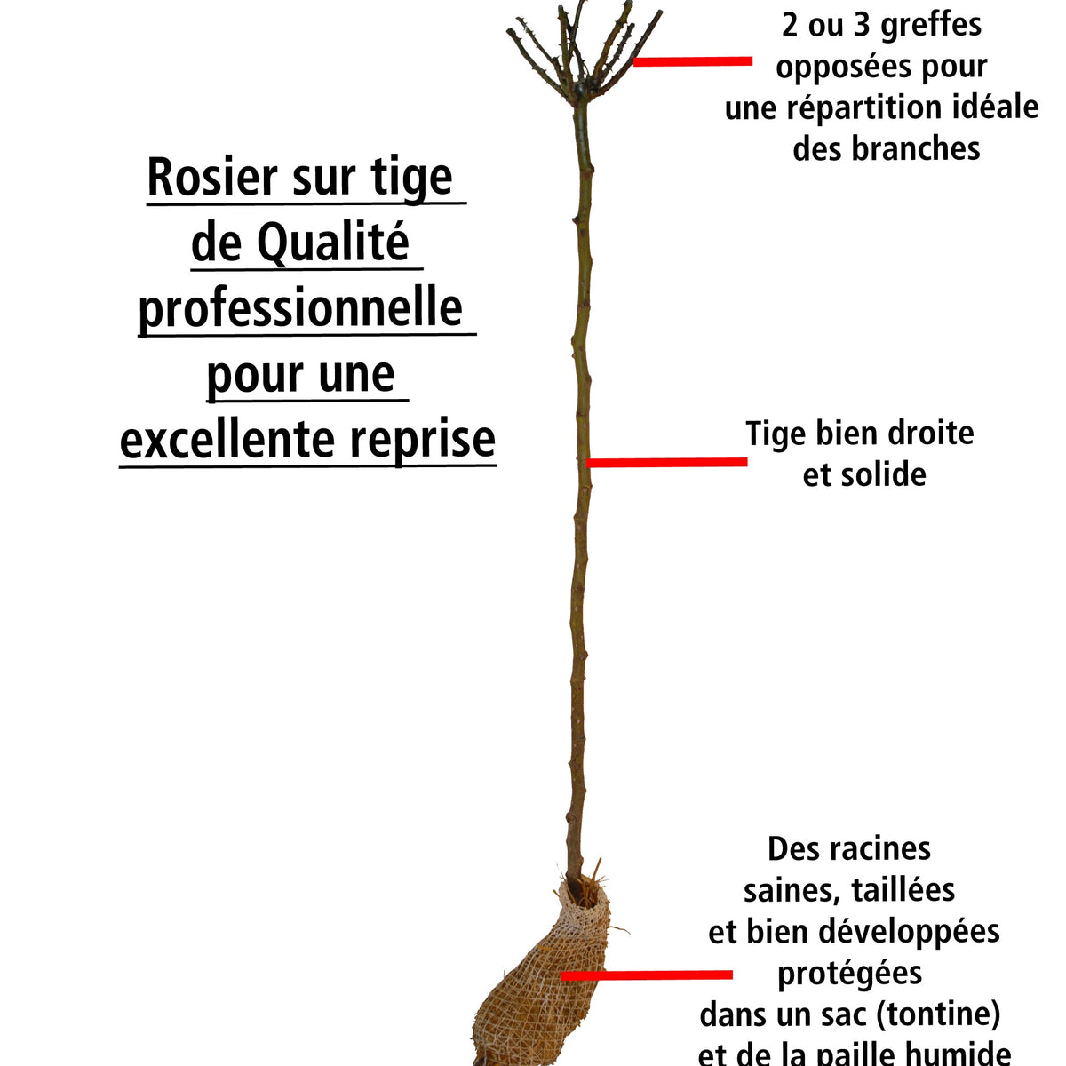 Rosier tricolore sur tige Bombe parfumée - Rosa (t) perfume bomb - Willemse