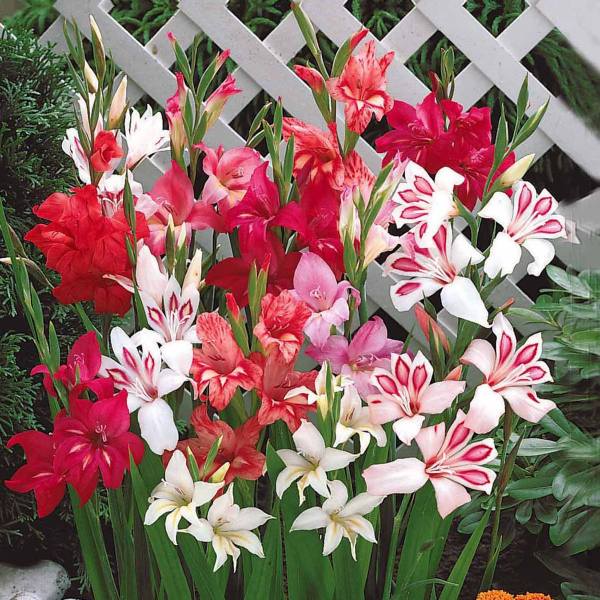 20 Glaïeuls nains en mélange - Gladiolus nanus - Willemse