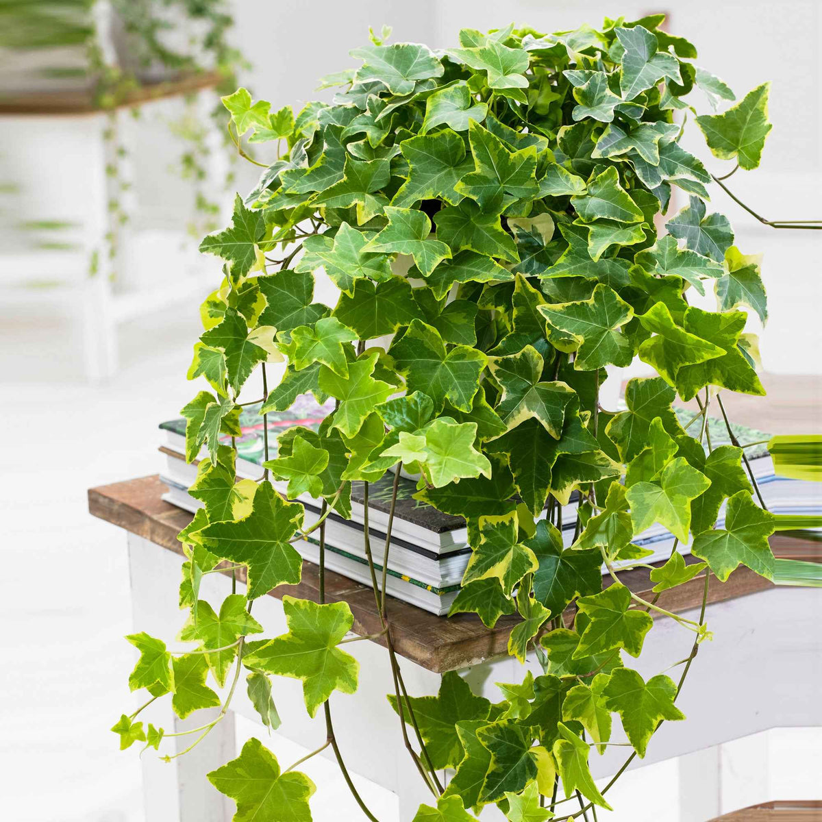Lierre commun Goldchild - Plante suspendue - Hedera helix 'Goldchild' - Willemse