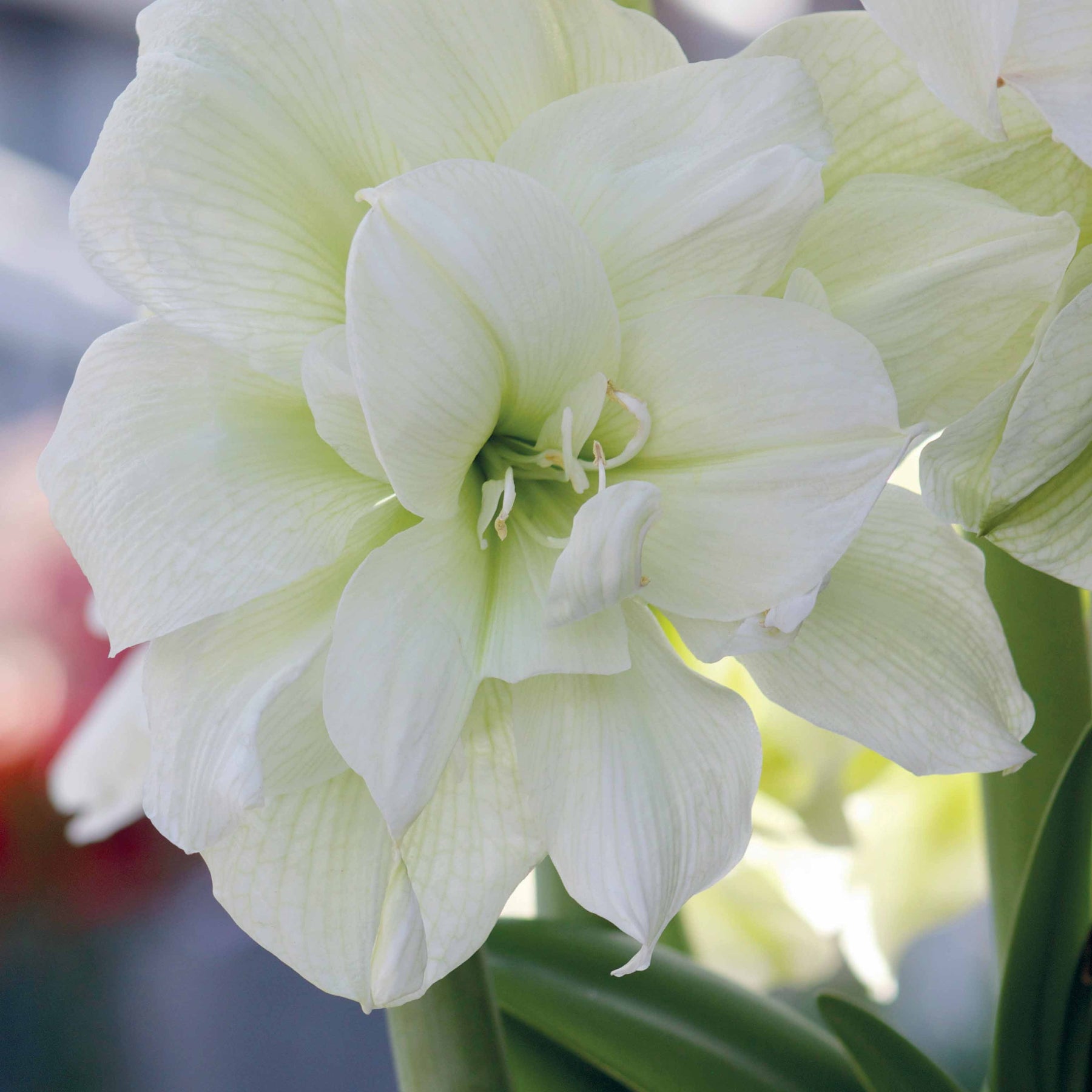 Amaryllis White Nymph - Amaryllis white nymph - Amaryllis