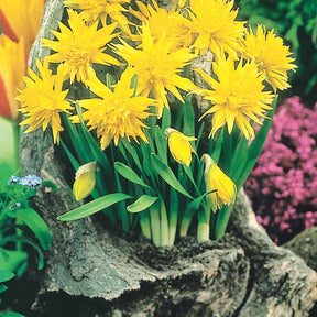 5 Mini-narcisses Rip van Winkle - Narcissus rip van winkle