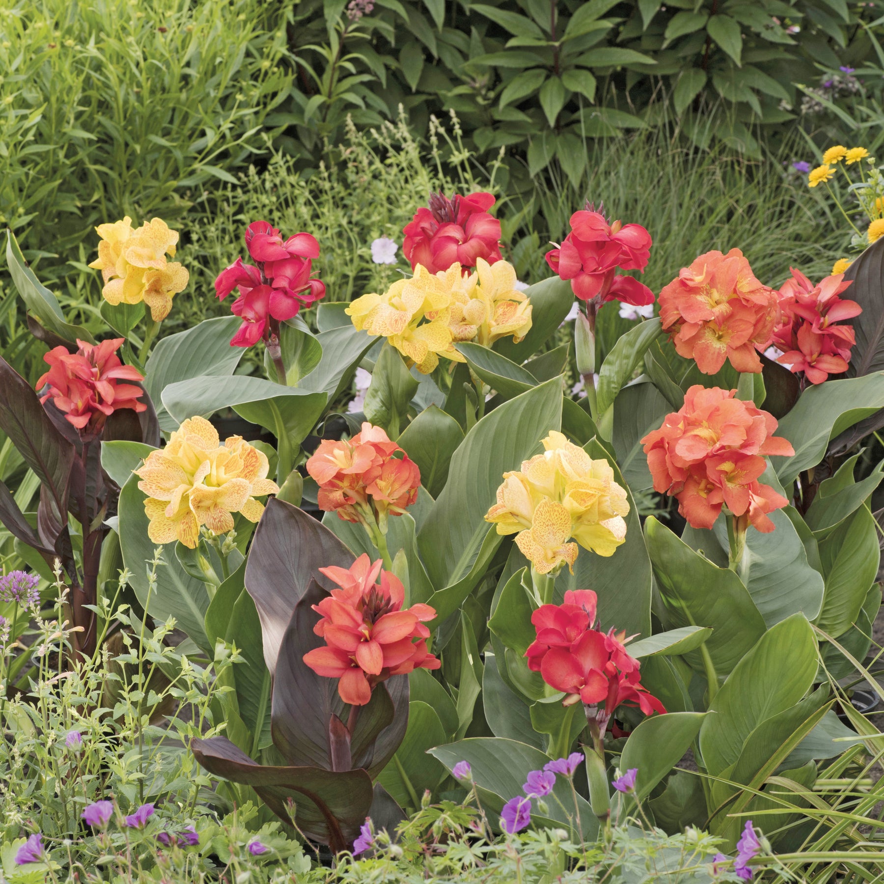 4 Cannas pour bordure en mélange - Canna happy (emily, carmen, wilma, cleo) - Bulbes à fleurs