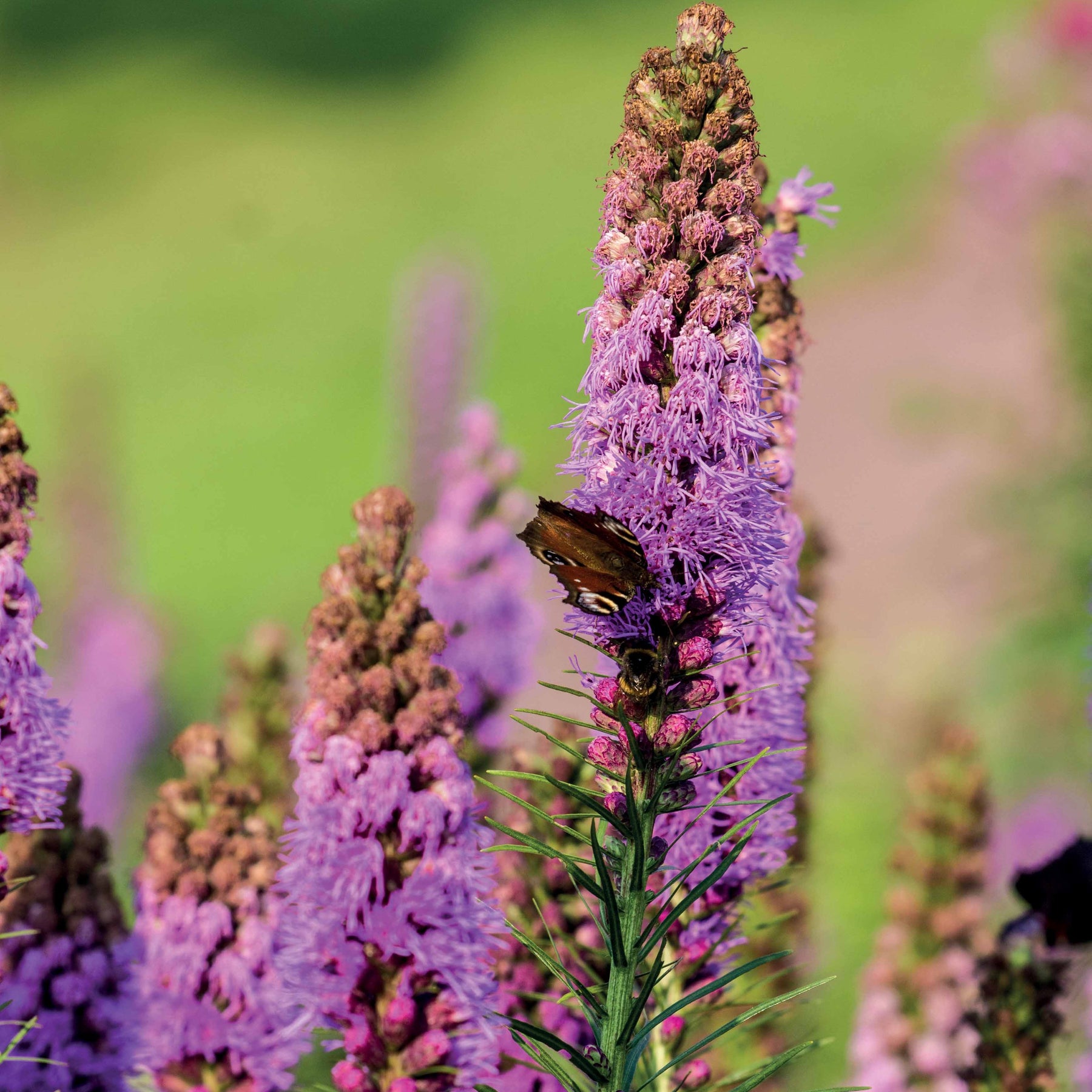 25 Plumes du Kansas - Liatris spicata