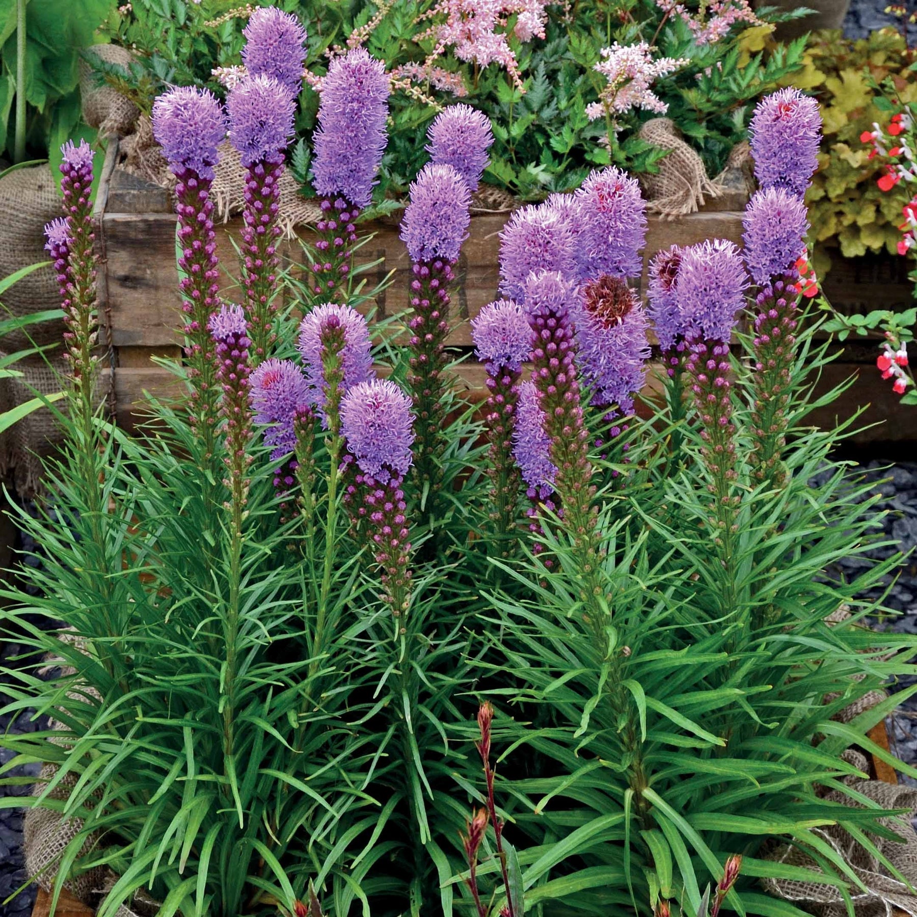 25 Plumes du Kansas - Liatris spicata