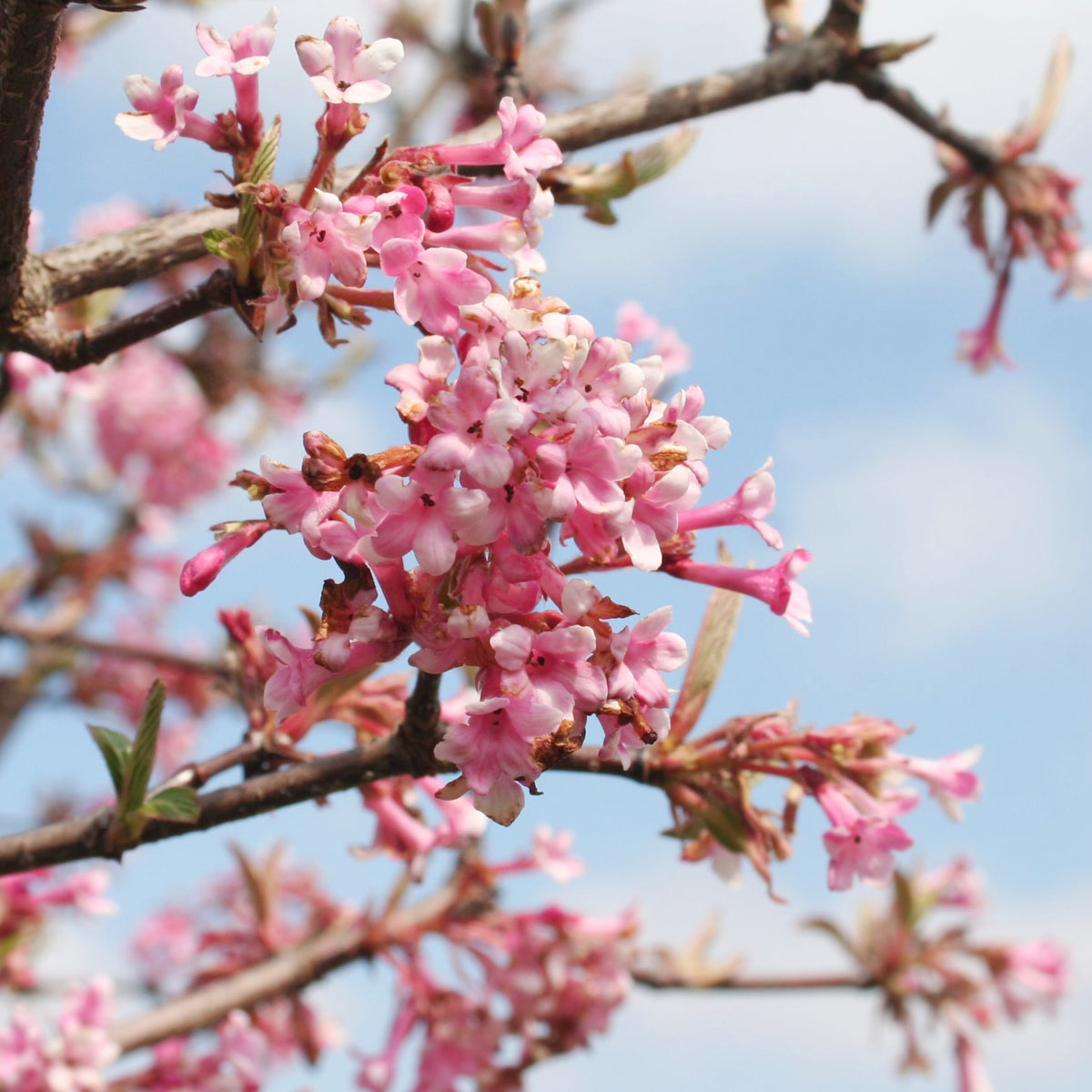 Viorne Rose - Viburnum bodnantense Dawn - Willemse