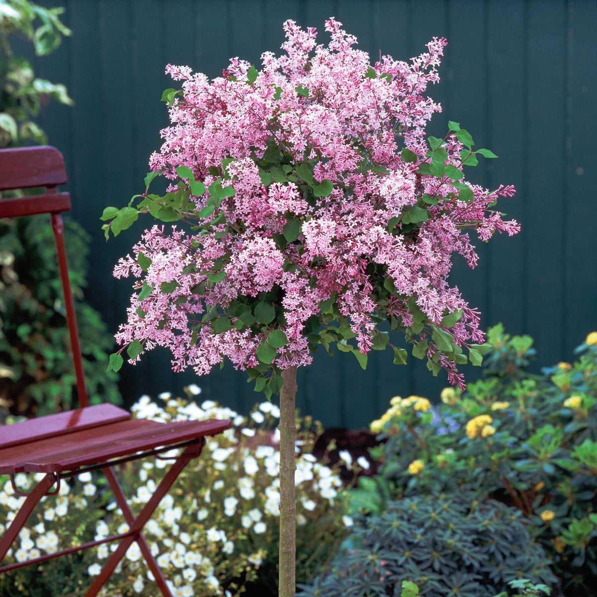 Lilas Palibin sur tige - Syringa meyeri palibin - Willemse