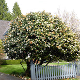 Rose du Japon Camellia 'Brushfields Yellow' blanc-jaune - Camellia japonica 'Brushfields Yellow' - Plantes