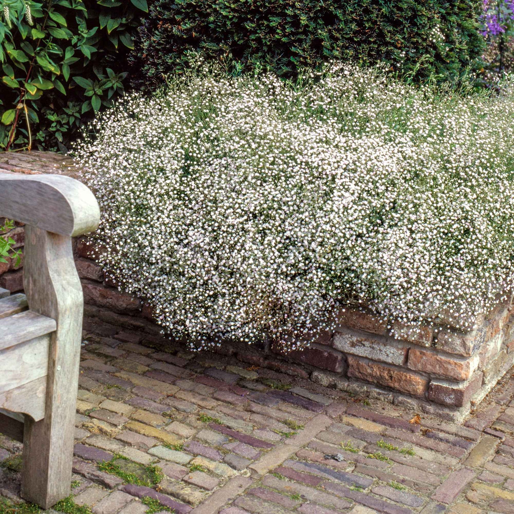 3 Gypsophiles blanche - Gypsophila paniculata - Plantes vivaces