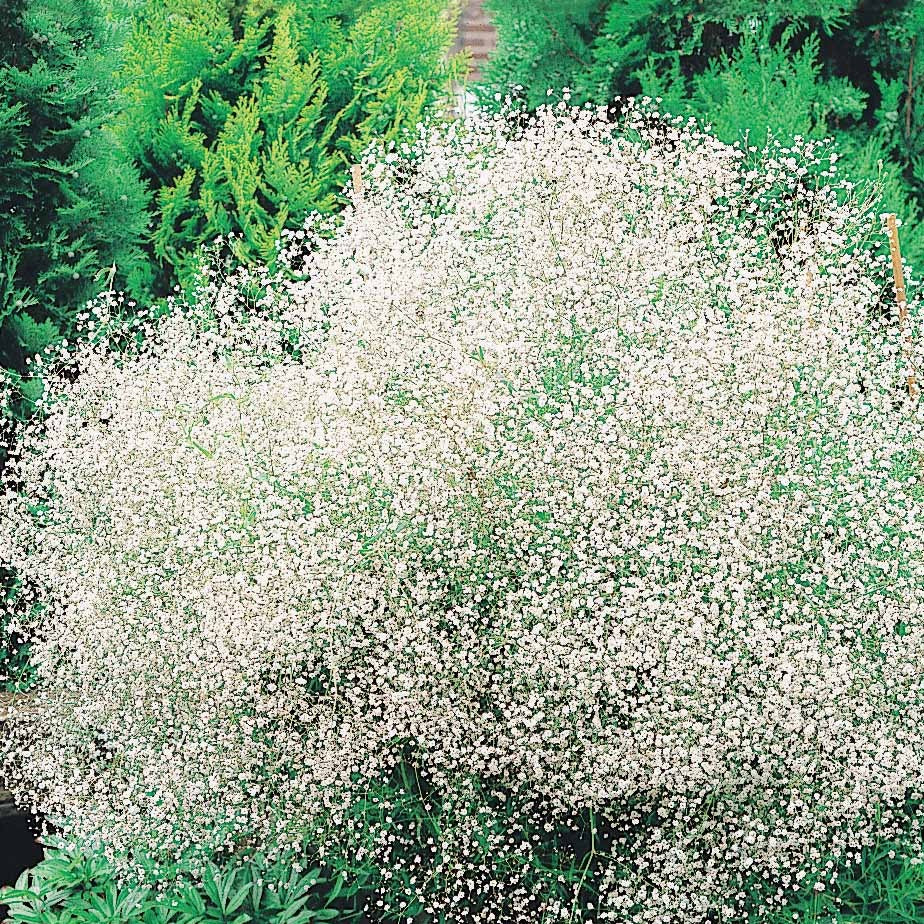 Gypsophile paniculée - Plantes d'extérieur