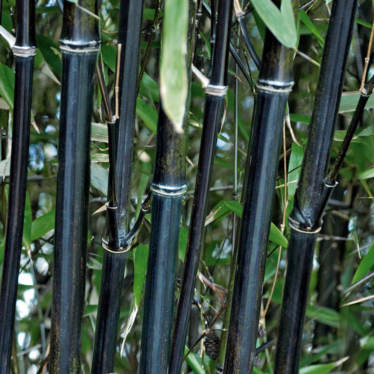 Bambou traçant noir - Phyllostachys nigra - Arbustes