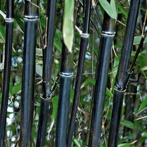 Bambou traçant noir - Phyllostachys nigra - Arbustes