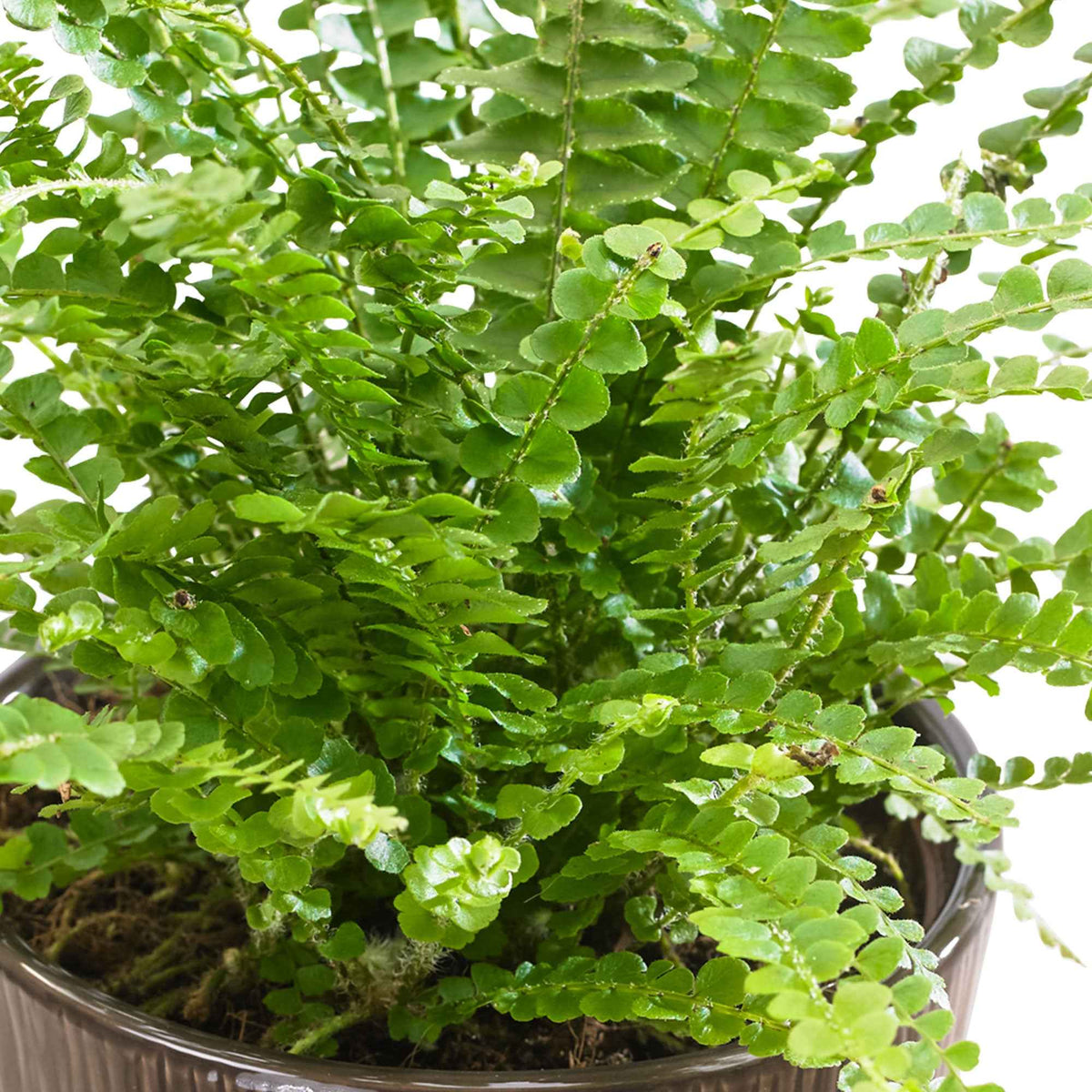 Fougère Duffi - Nephrolepsis exaltata duffi - Willemse