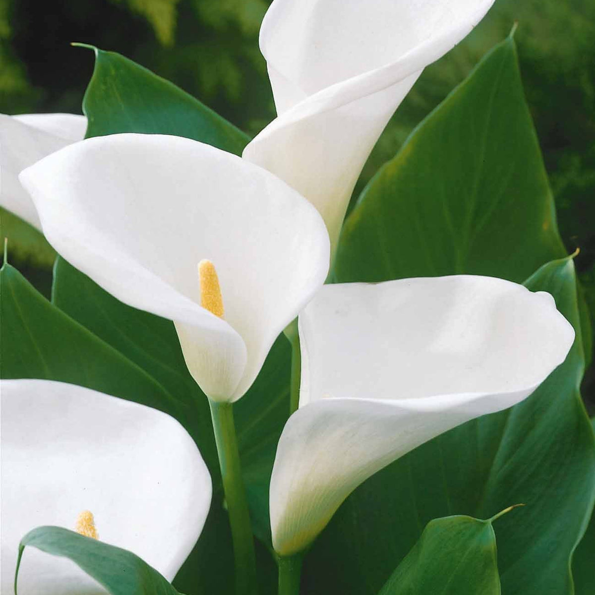 2 Arums blanc d'Ethiopie - Zantedeschia aethiopica - Willemse
