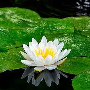 Nénuphar Marliacea Albida - Nymphaea marliacea albida - Willemse