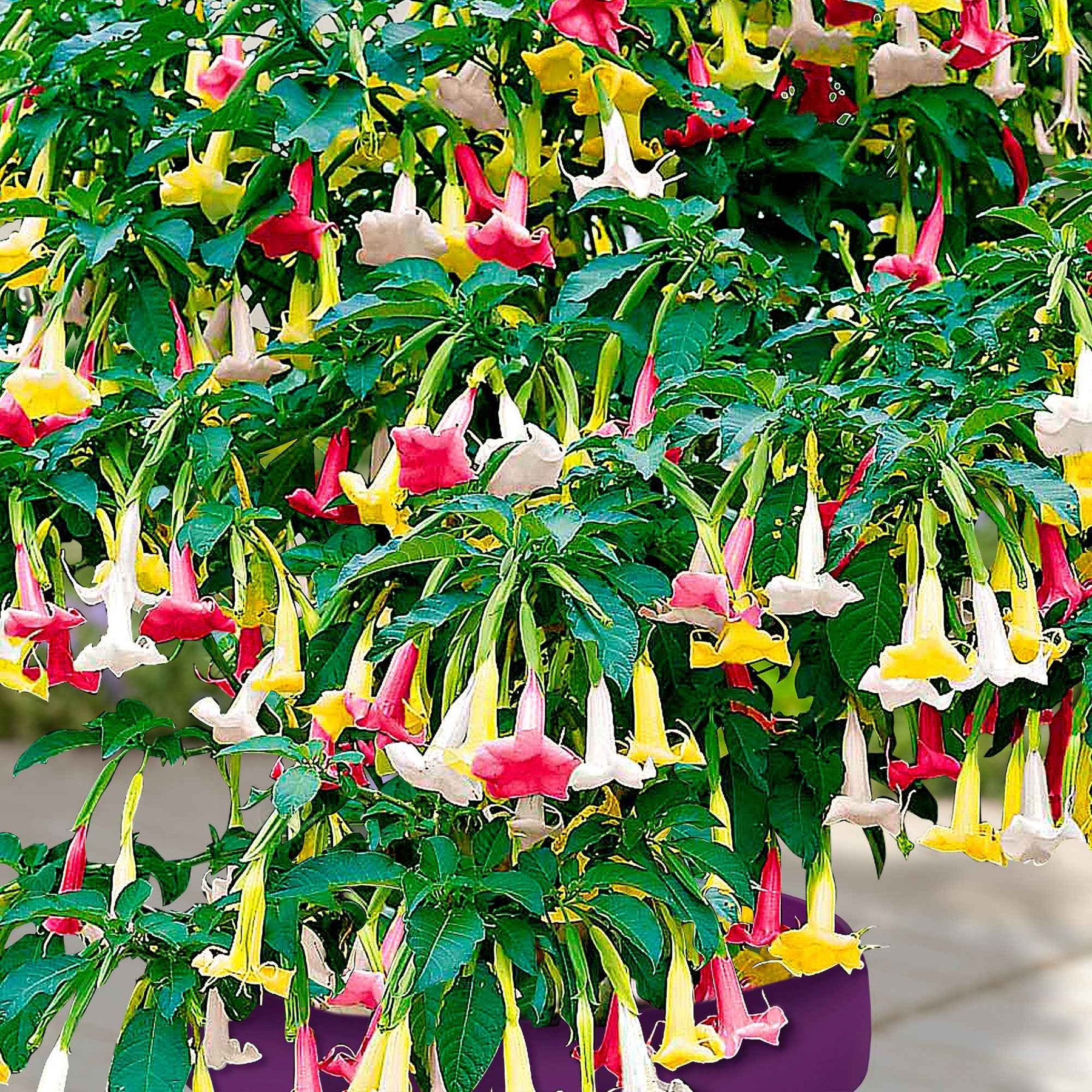 Brugmansia tricolore rose, blanc, jaune - Brugmansia - Arbustes