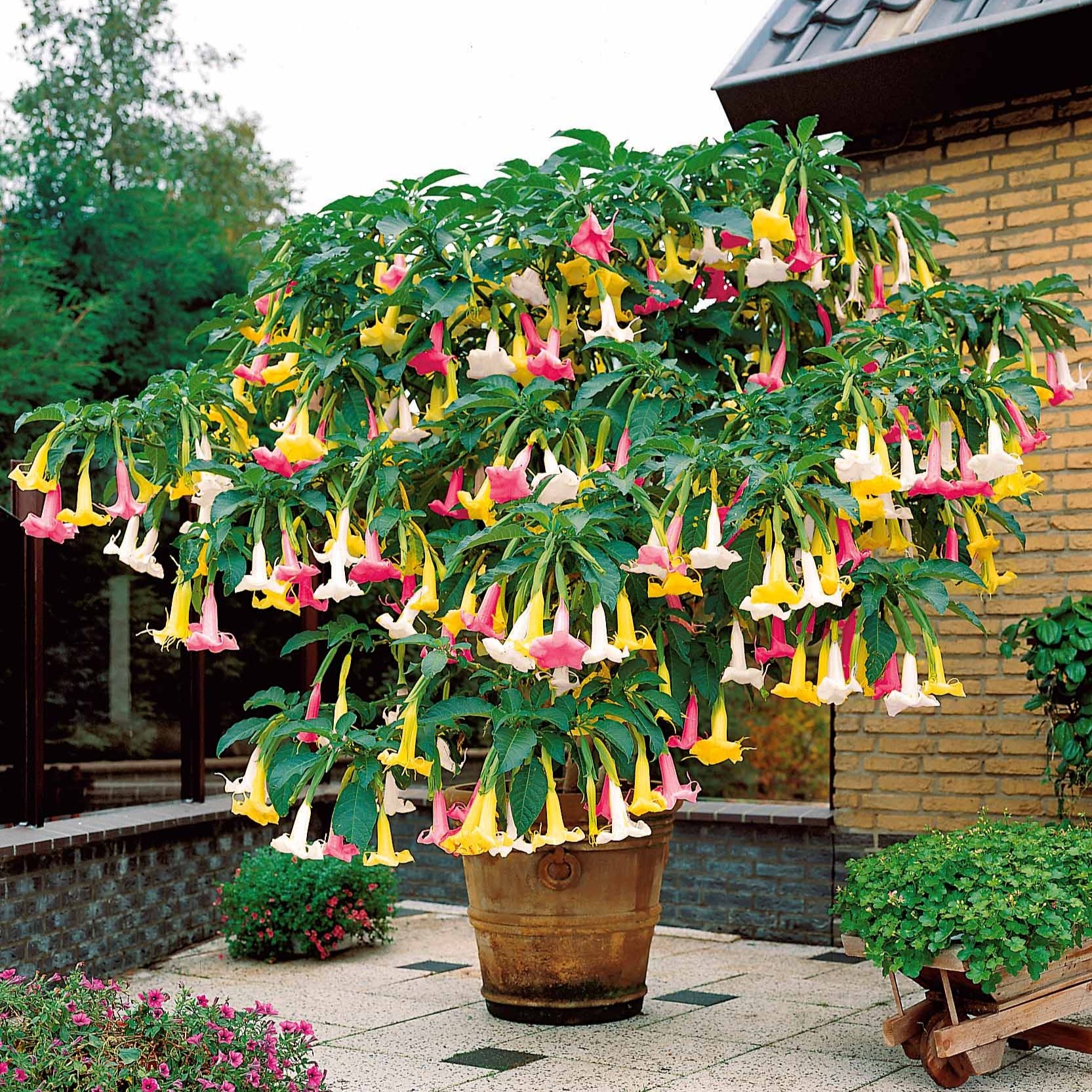 Brugmansia tricolore rose, blanc, jaune - Brugmansia - Brugmansias