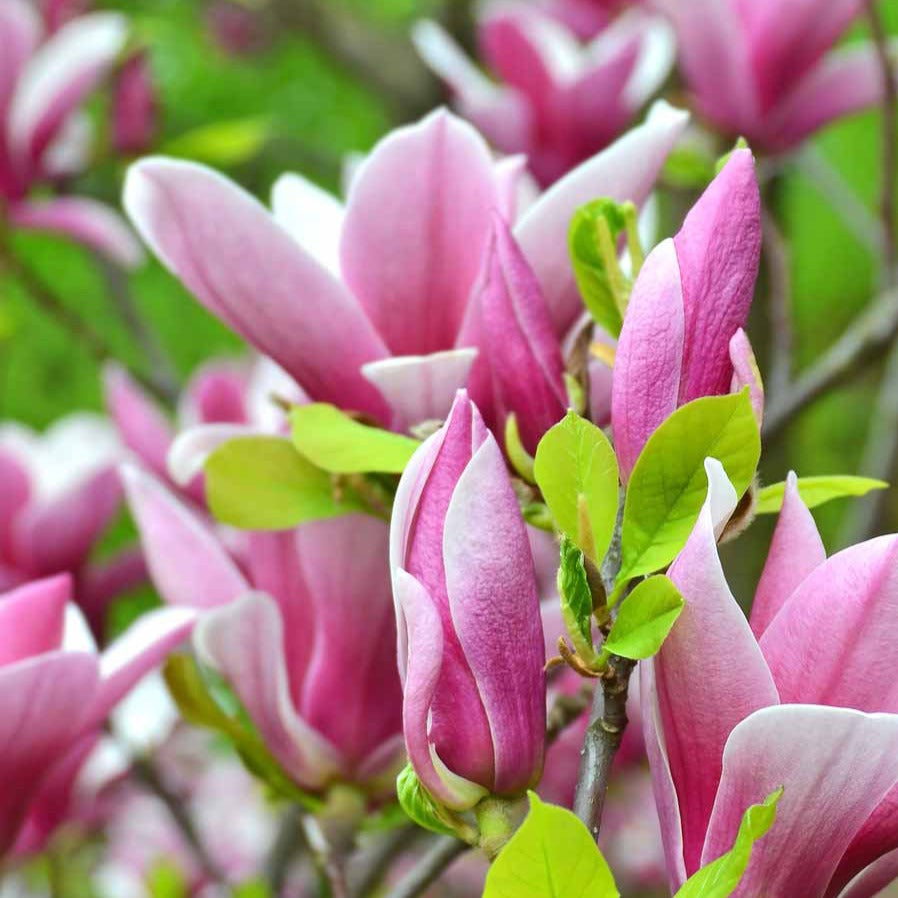 Magnolia de Soulange - Magnolia soulangeana - Arbustes