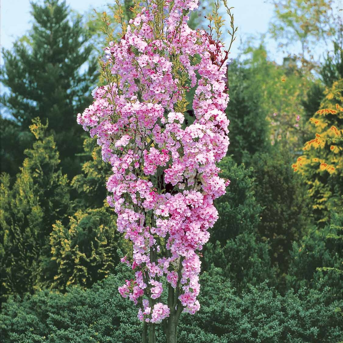 Cerisier à fleurs Amanogawa - Prunus serrulata amanogawa - Cerisier du japon