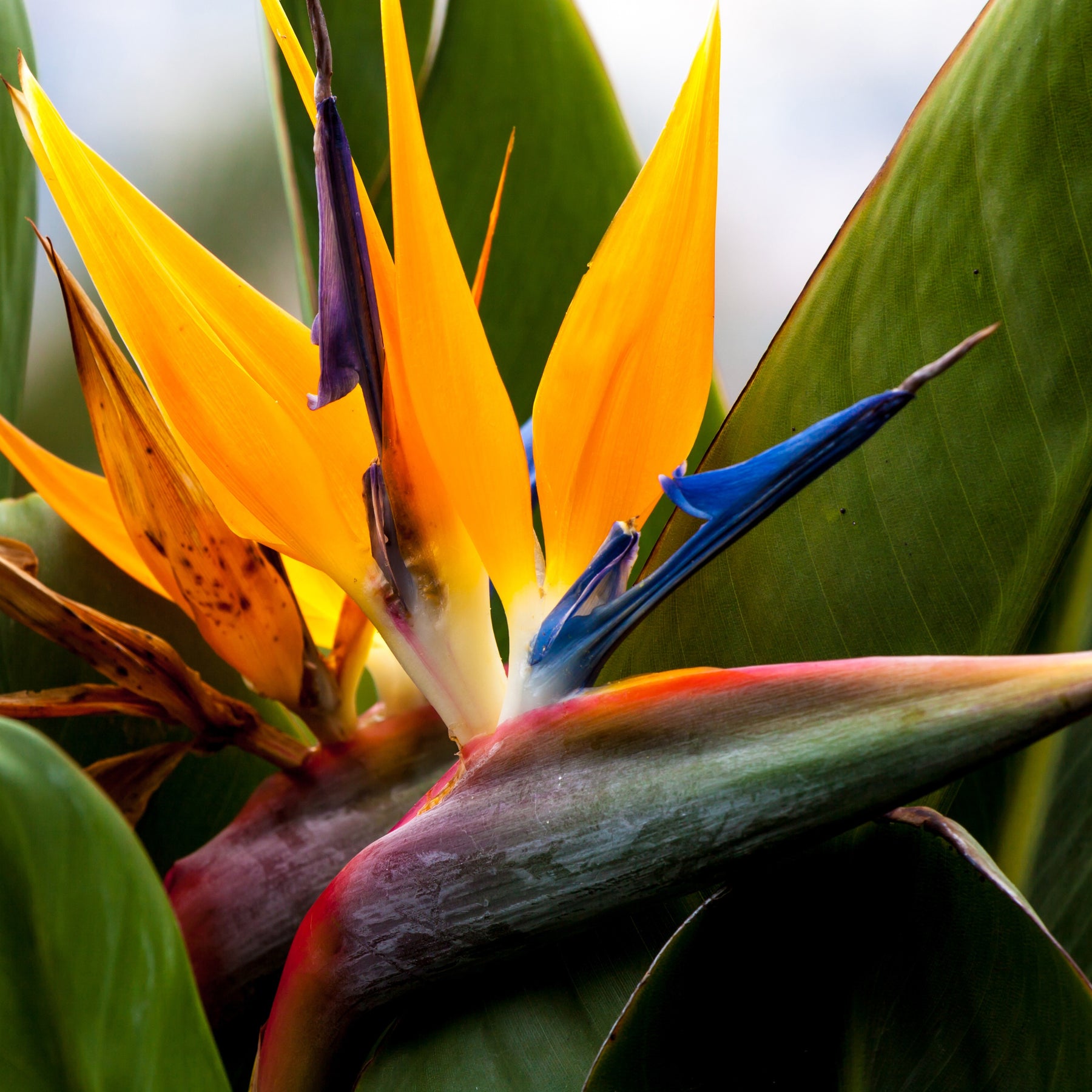 Oiseau du paradis nain - Strelitzia reginae humilis