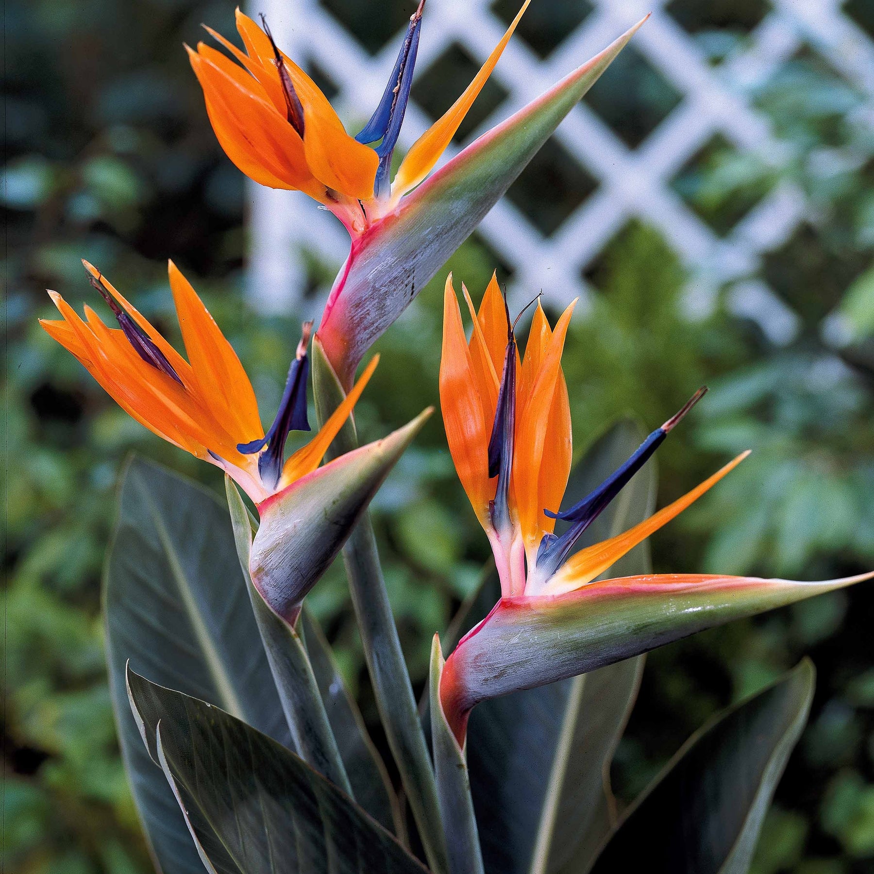 Oiseau du paradis nain - Strelitzia reginae humilis