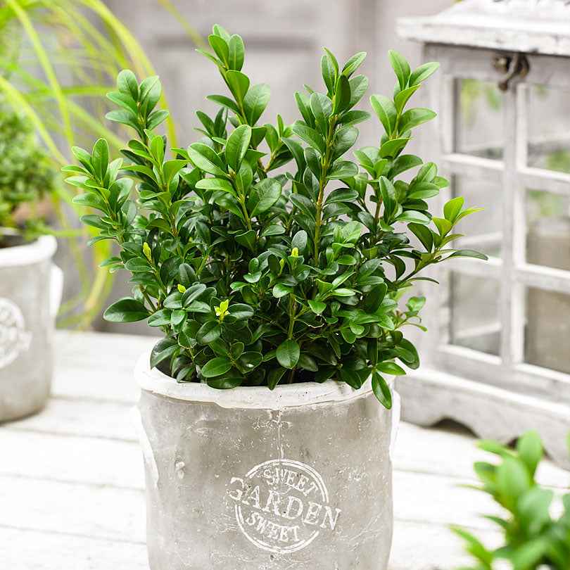 Buis commun - Buxus sempervirens - Willemse