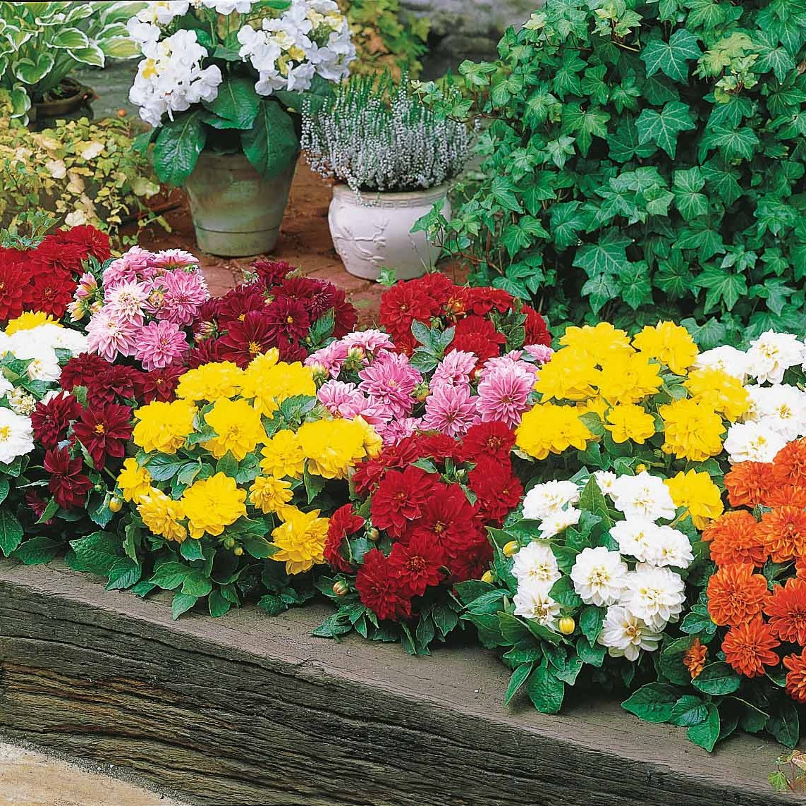 5 Dahlias nains (rouge, rose, blanc, orange, jaune) - Dahlia GO GO - Willemse