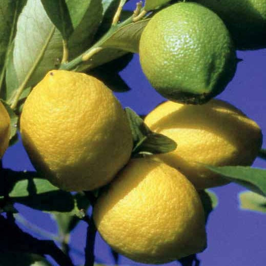 Citronnier Vulcan - Citrus limon vulcan - Citronnier