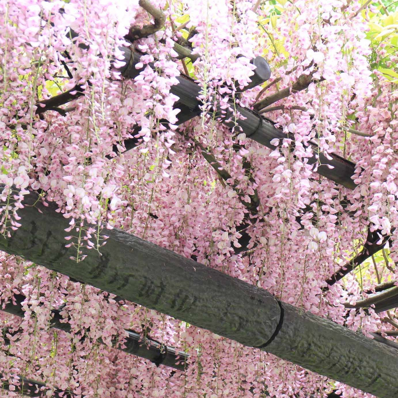 Glycine rose - Wisteria sinensis rosea - Glycines