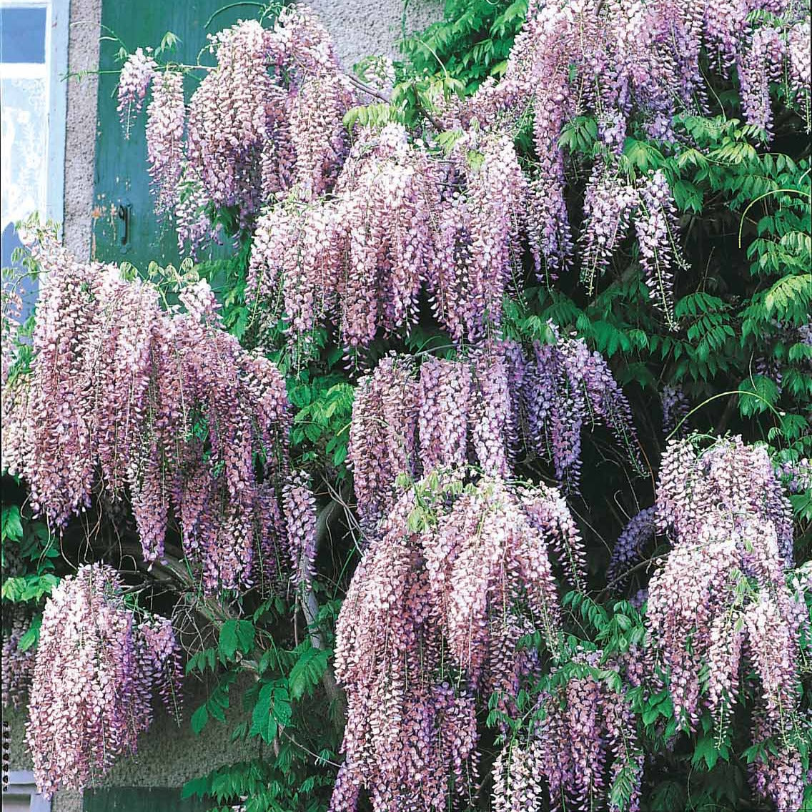 Glycine rose - Wisteria sinensis rosea