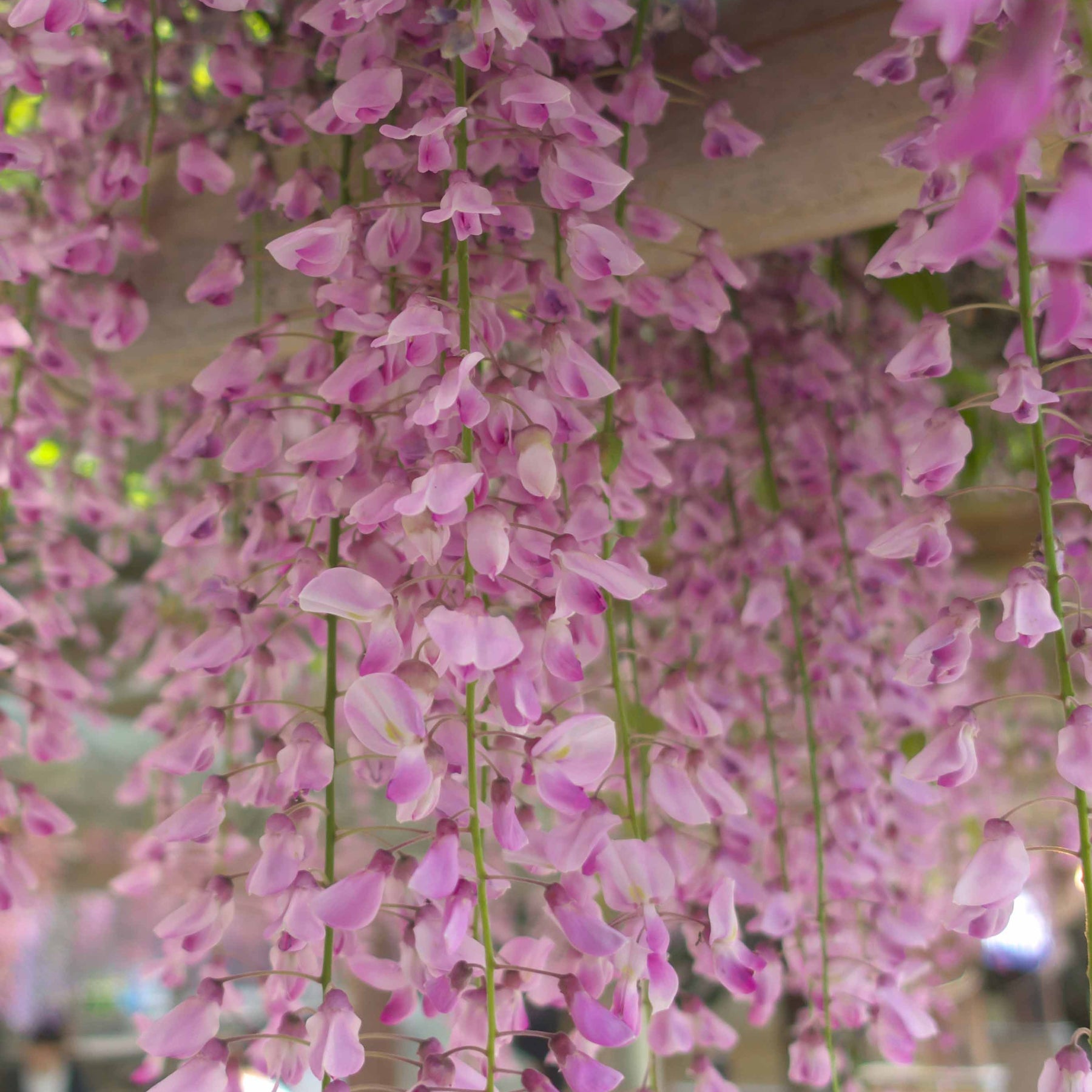 Glycine rose - Wisteria sinensis rosea