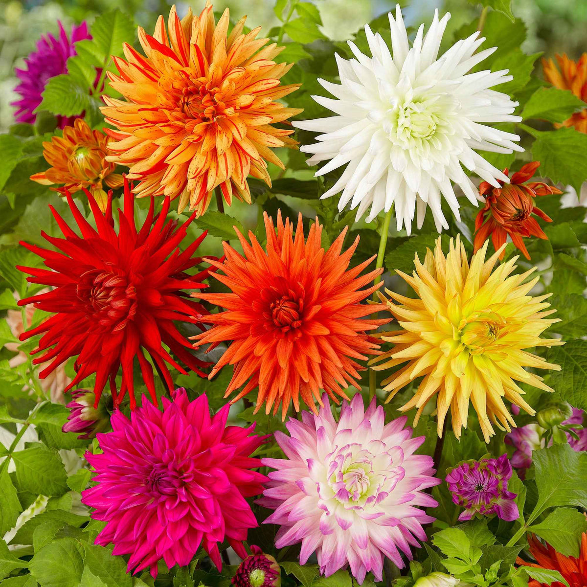 10 Dahlias cactus colorés en mélange - Dahlia cactus - Willemse