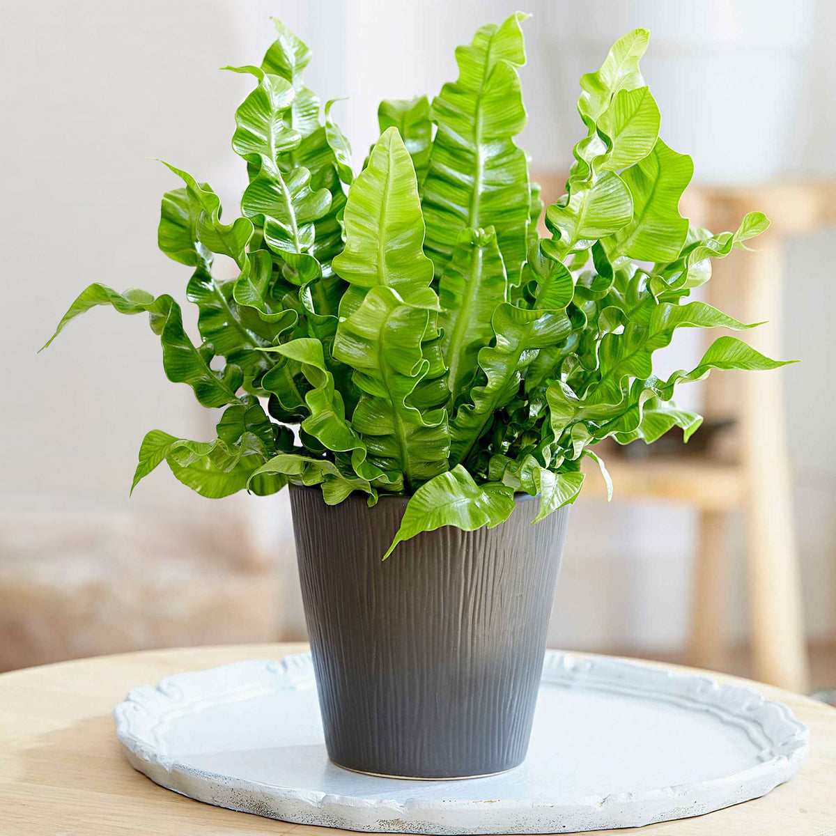 Fougère nid d'oiseau Crispy Wave - Asplenium nidus crispy wave - Willemse