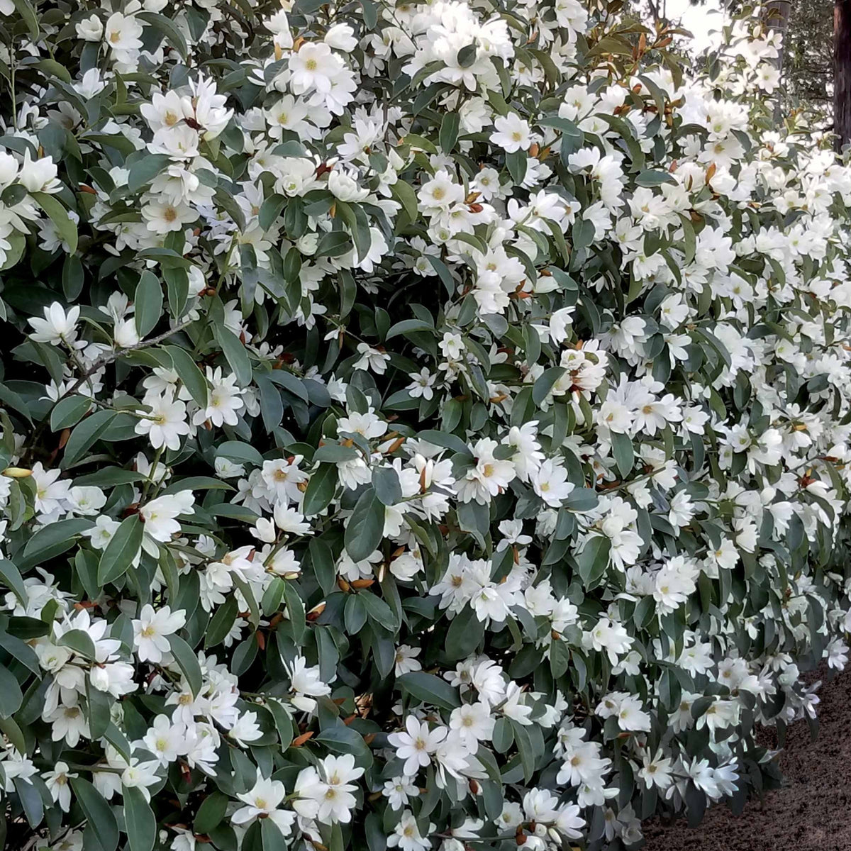 Magnolia Fairy White - Michelia hybride - Magnolia fairy white - michelia hybride - Magnolias