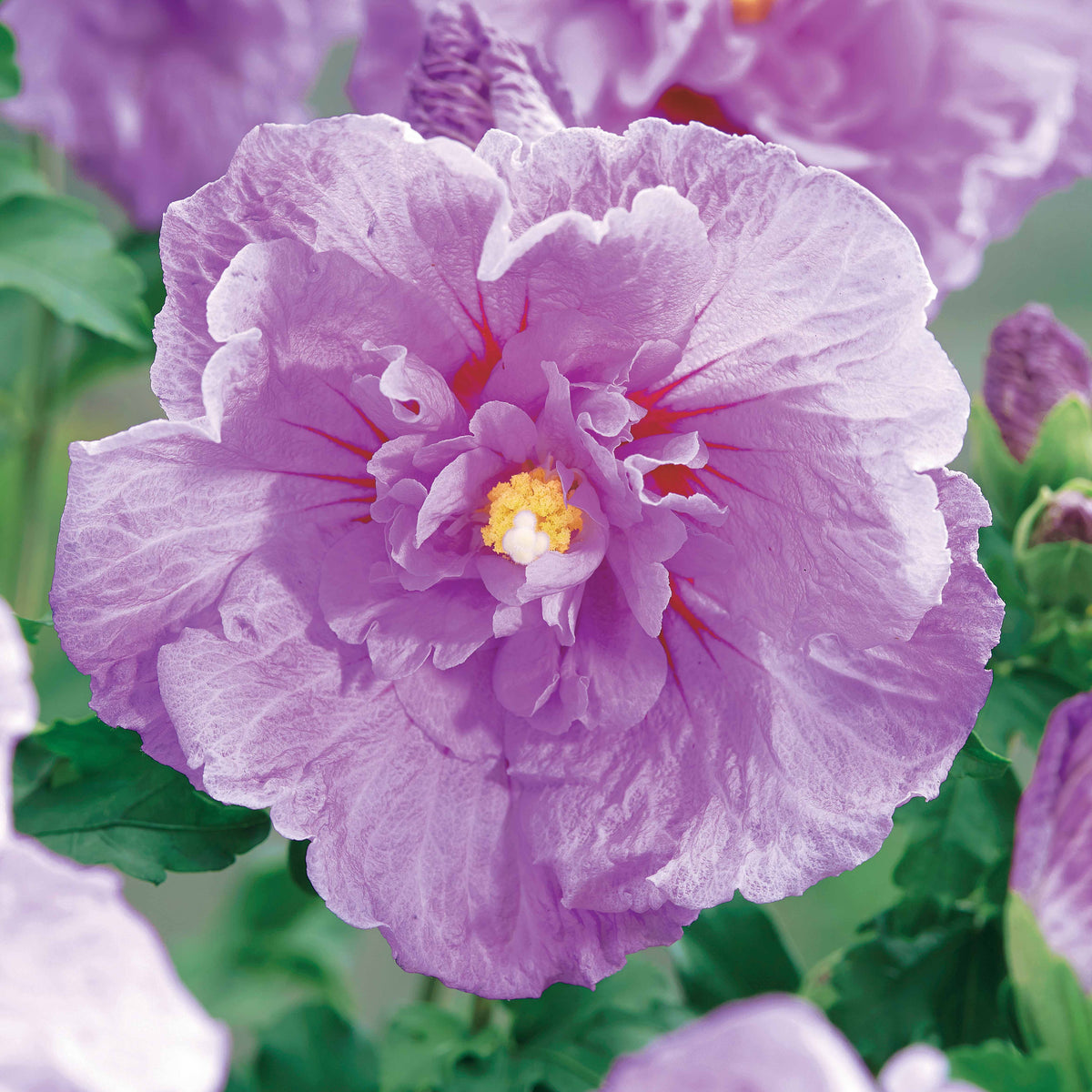 Hibiscus Lavender chiffon - Hibiscus syriacus lavender chiffon - Arbustes