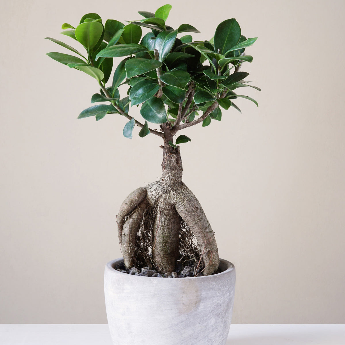 Ficus bonsaï ginseng - Ficus microcarpa ginseng - Willemse