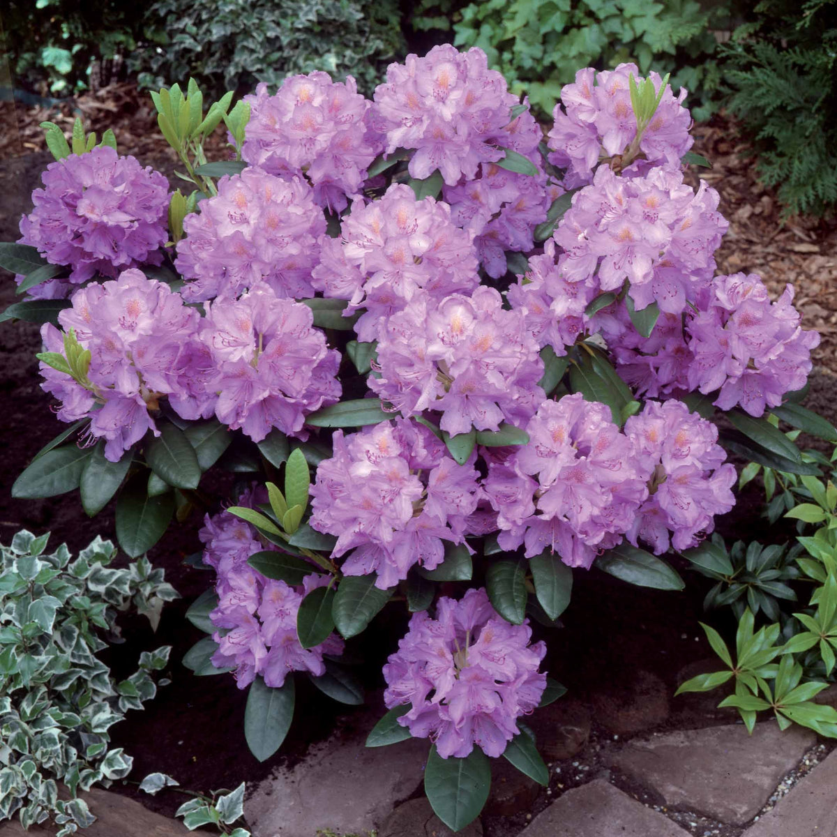 Rhododendron catawbiense grandiflorum - Rhododendron catawbiense grandiflorum - Plantes