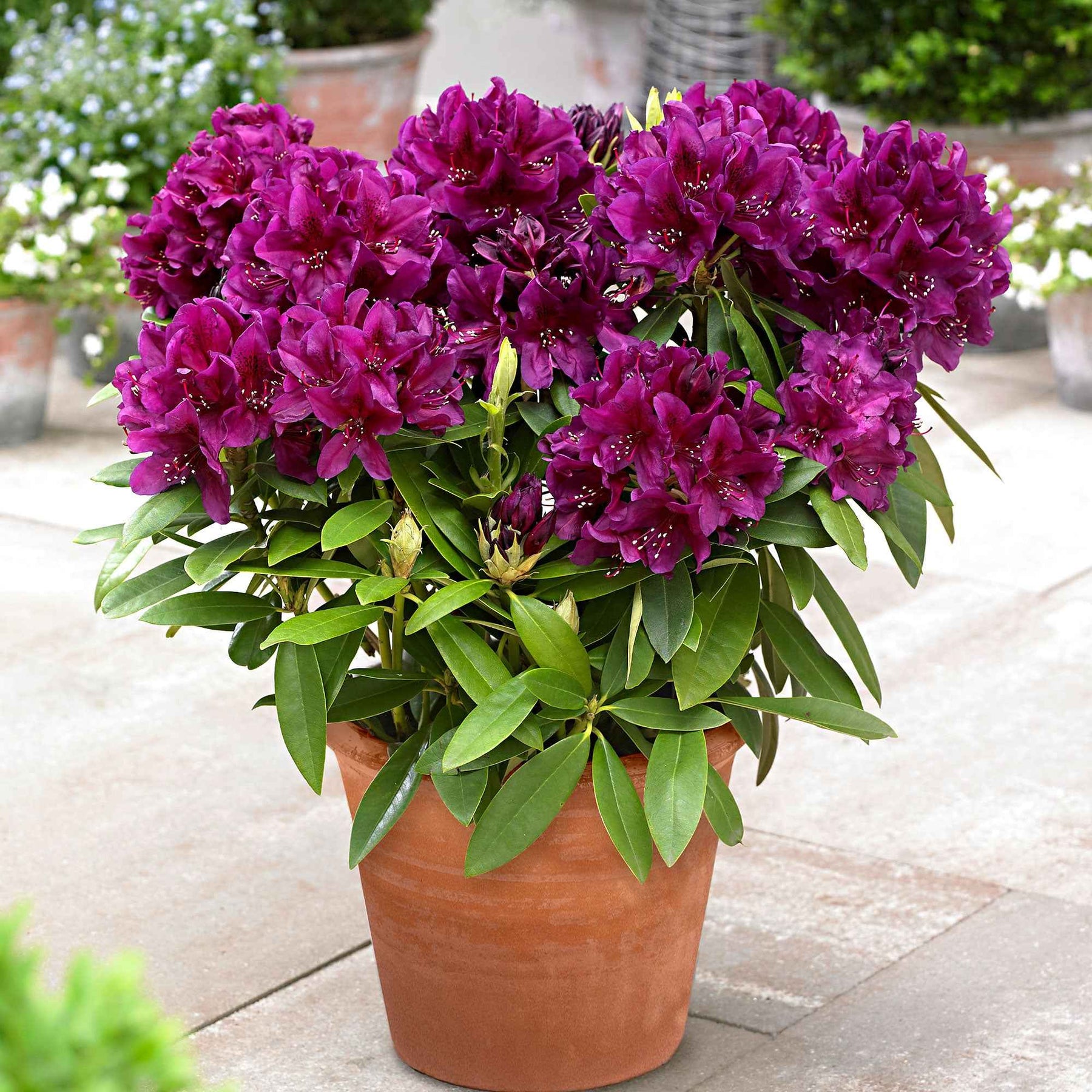 Rhododendron 'Polarnacht' violet - Arbustes à fleurs