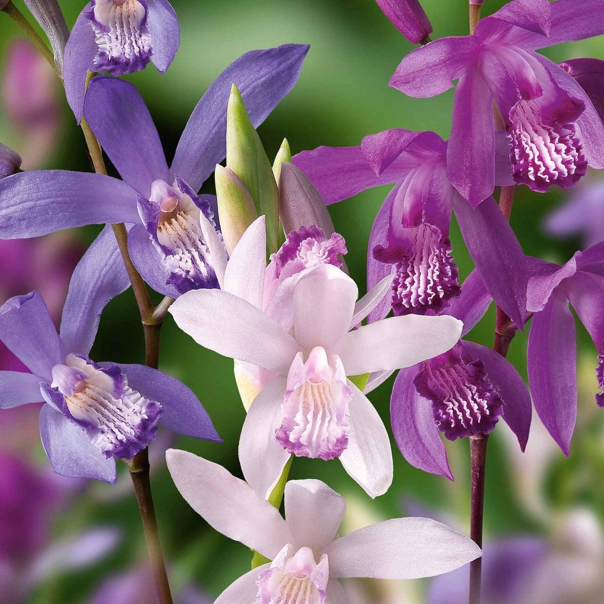 3 Orchidées Jacinthes en mélange - Bletilla kuchibeni, blue dragon, striata - Collections de bulbes