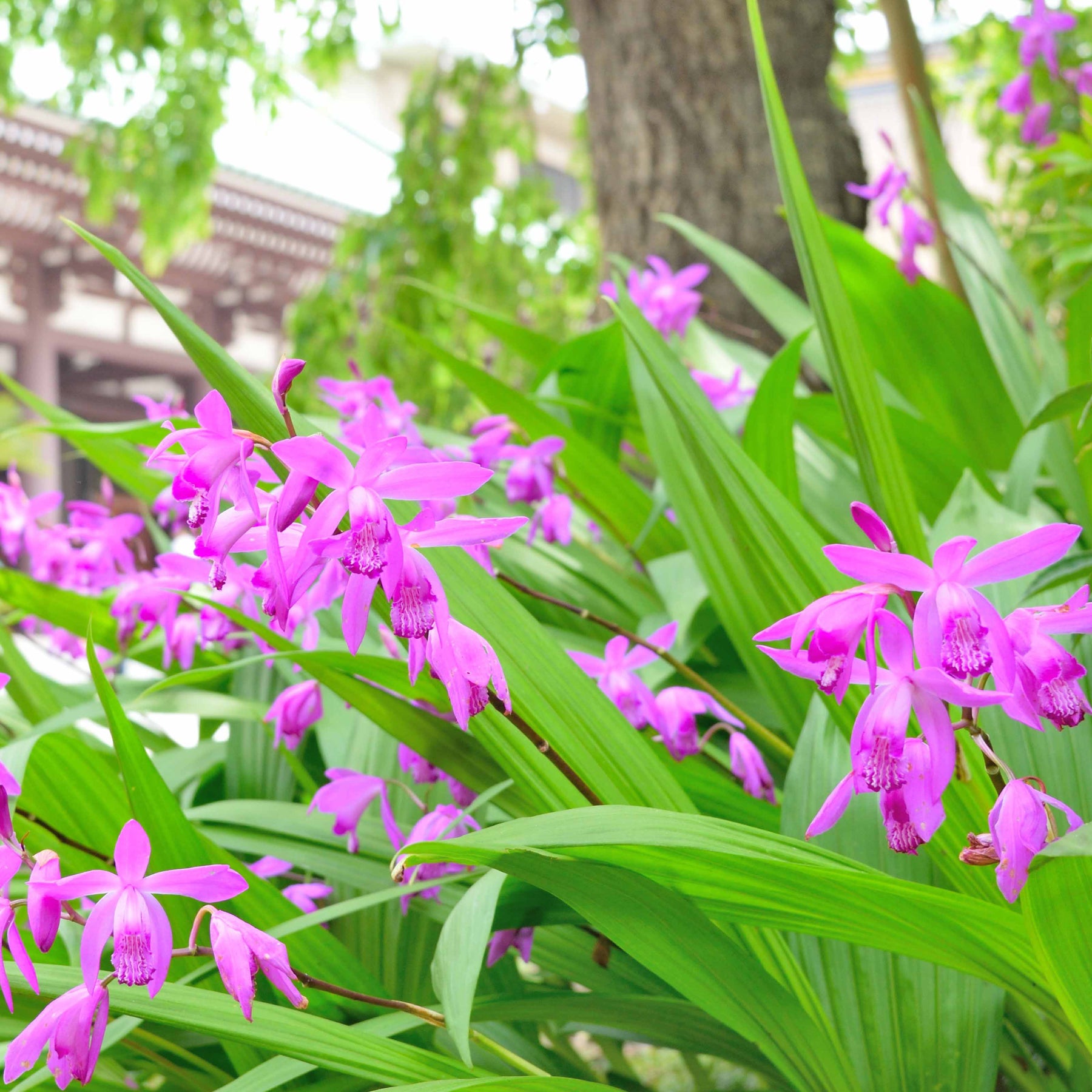 2 Orchidées Jacinthe - Bletilla striata