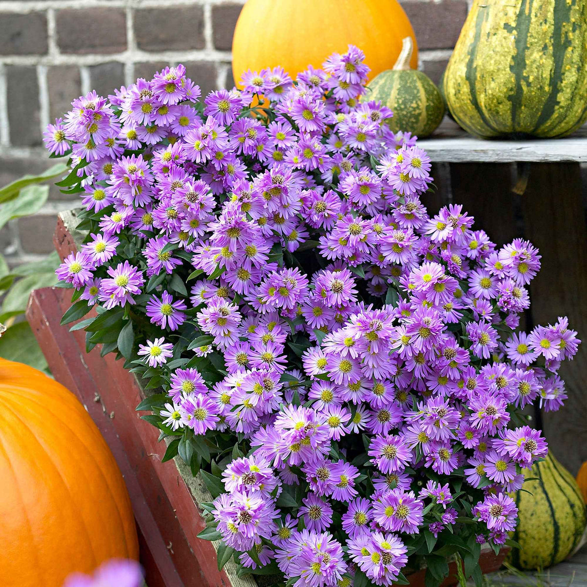 Aster de Nouvelle-Angleterre Purple Dome - Willemse