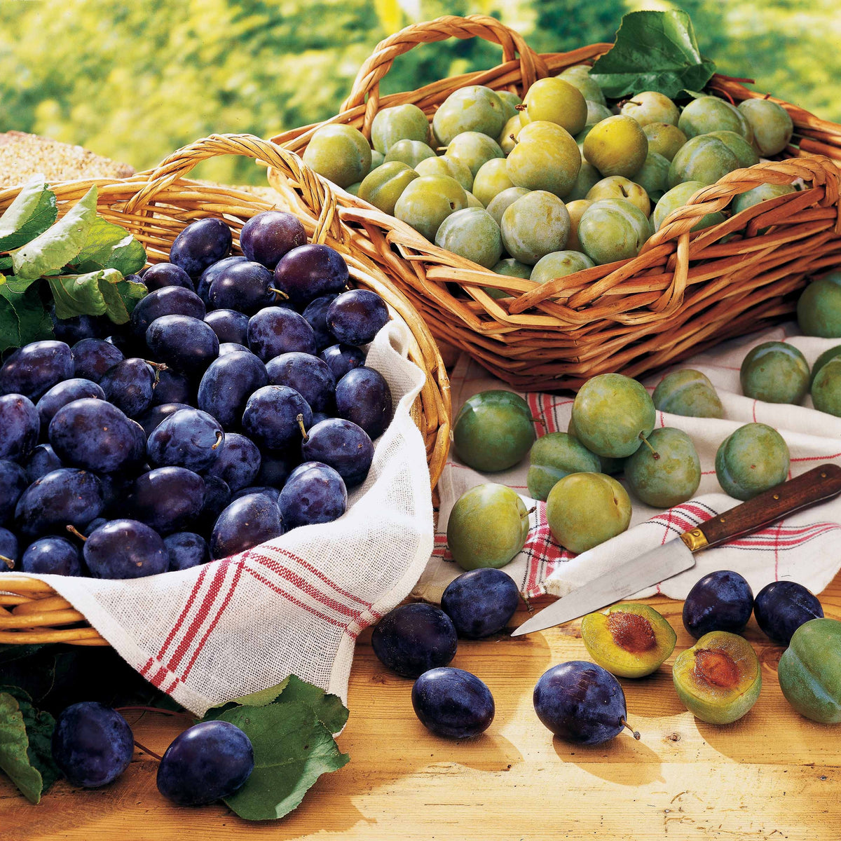 Prunier Reine-Claude Verte - Prunus domestica Reine-Claude verte - Willemse