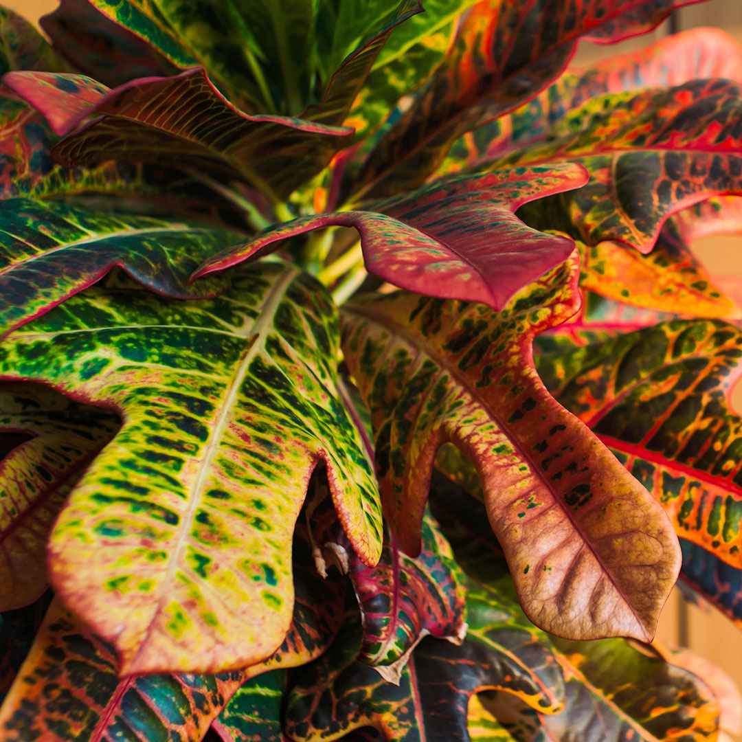 Croton Codiaeum 'Mrs. Iceton' - Collection colorée