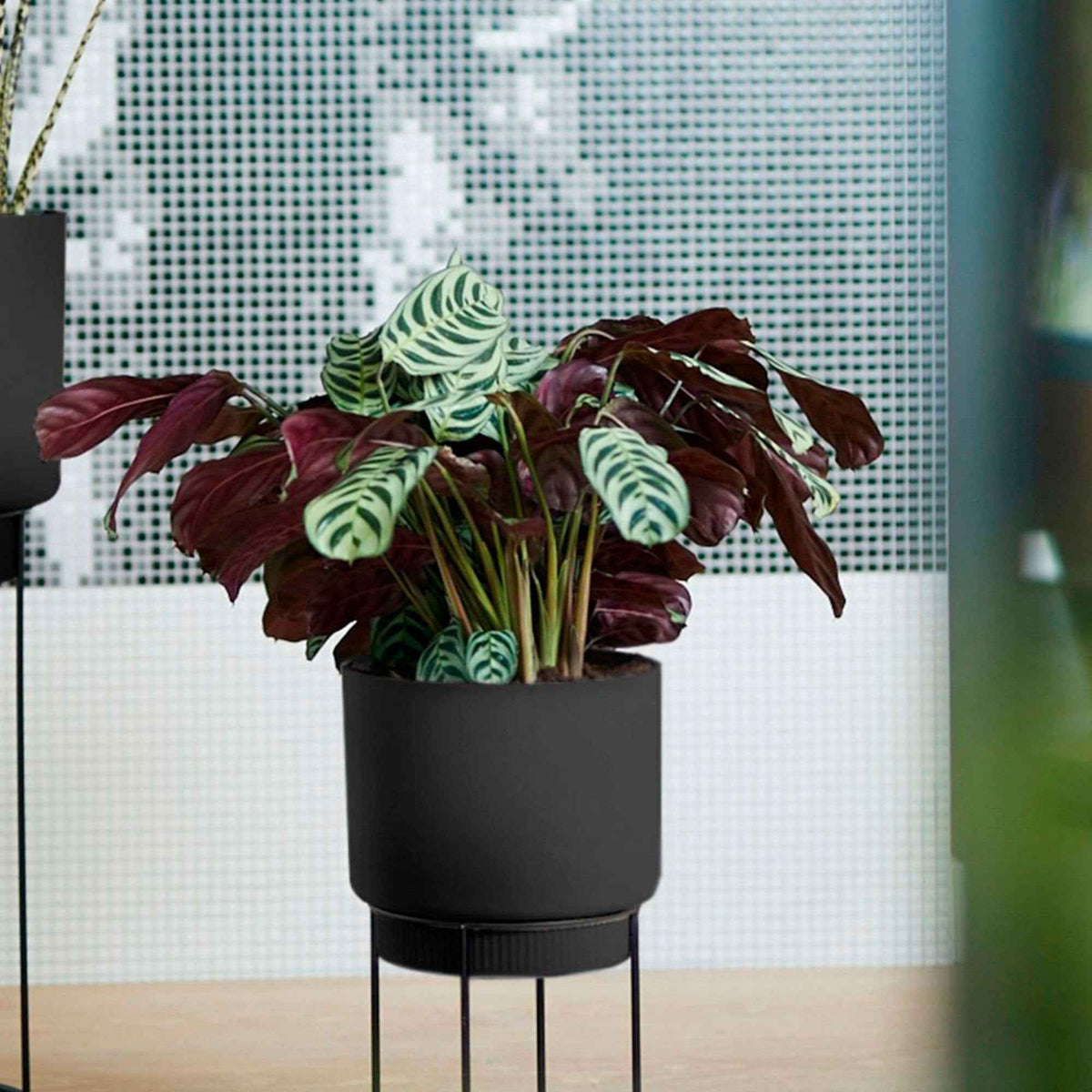 Dormeuse - Ctenanthe burle-marxii - Willemse