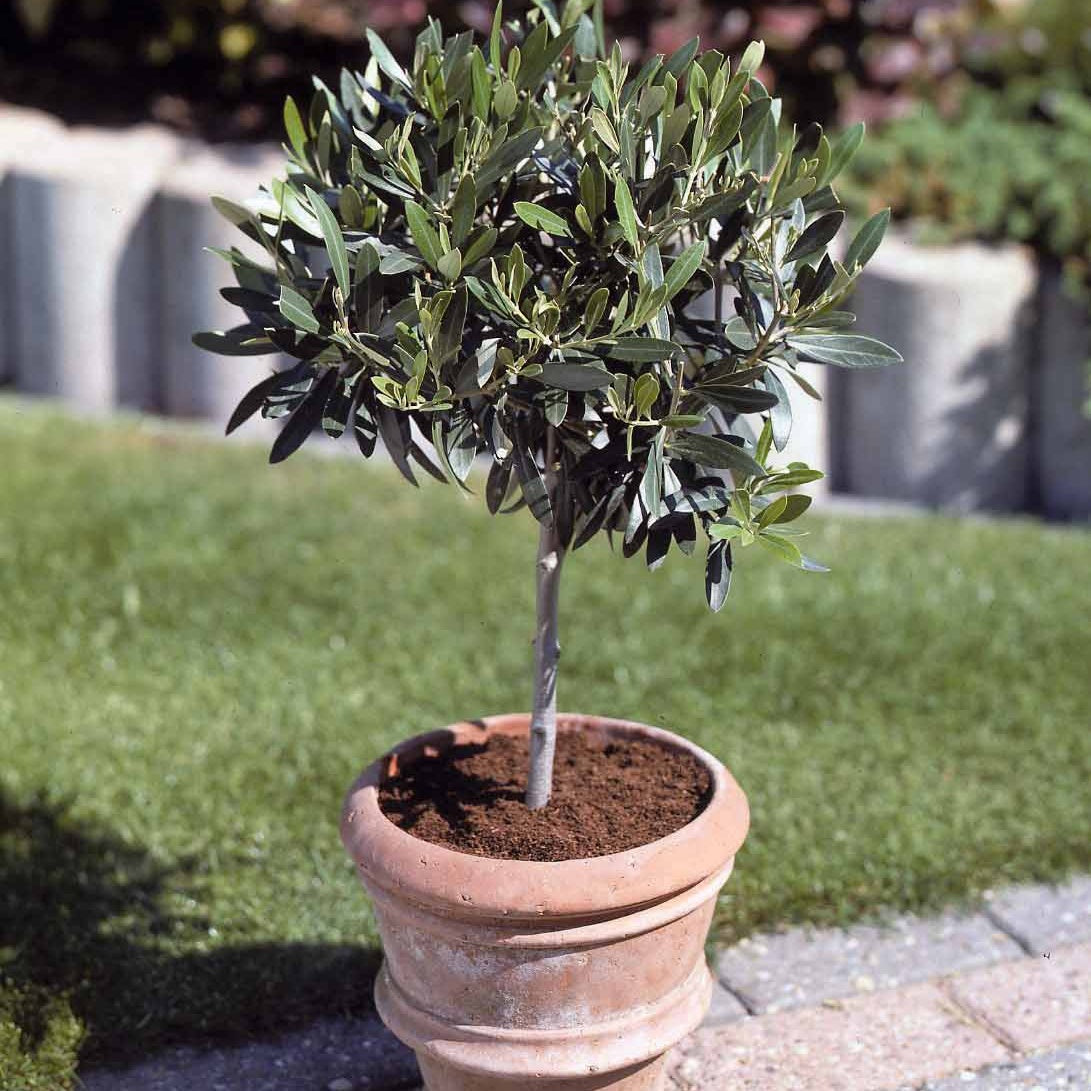 Olivier sur tige - Olea europaea - Willemse