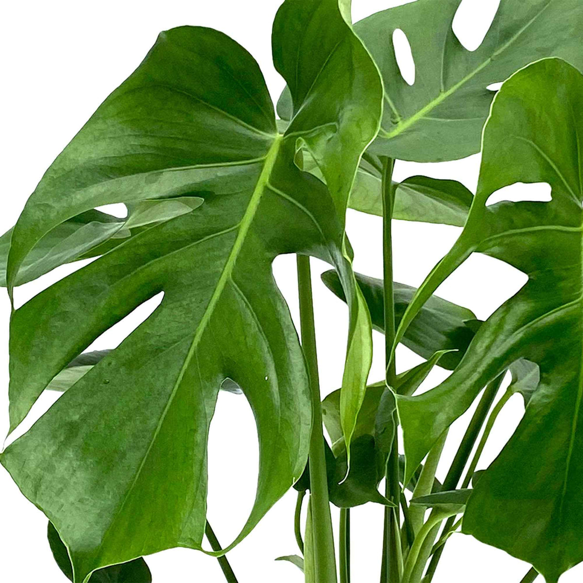 Philodendron Monstera deliciosa - Monstera deliciosa - Willemse