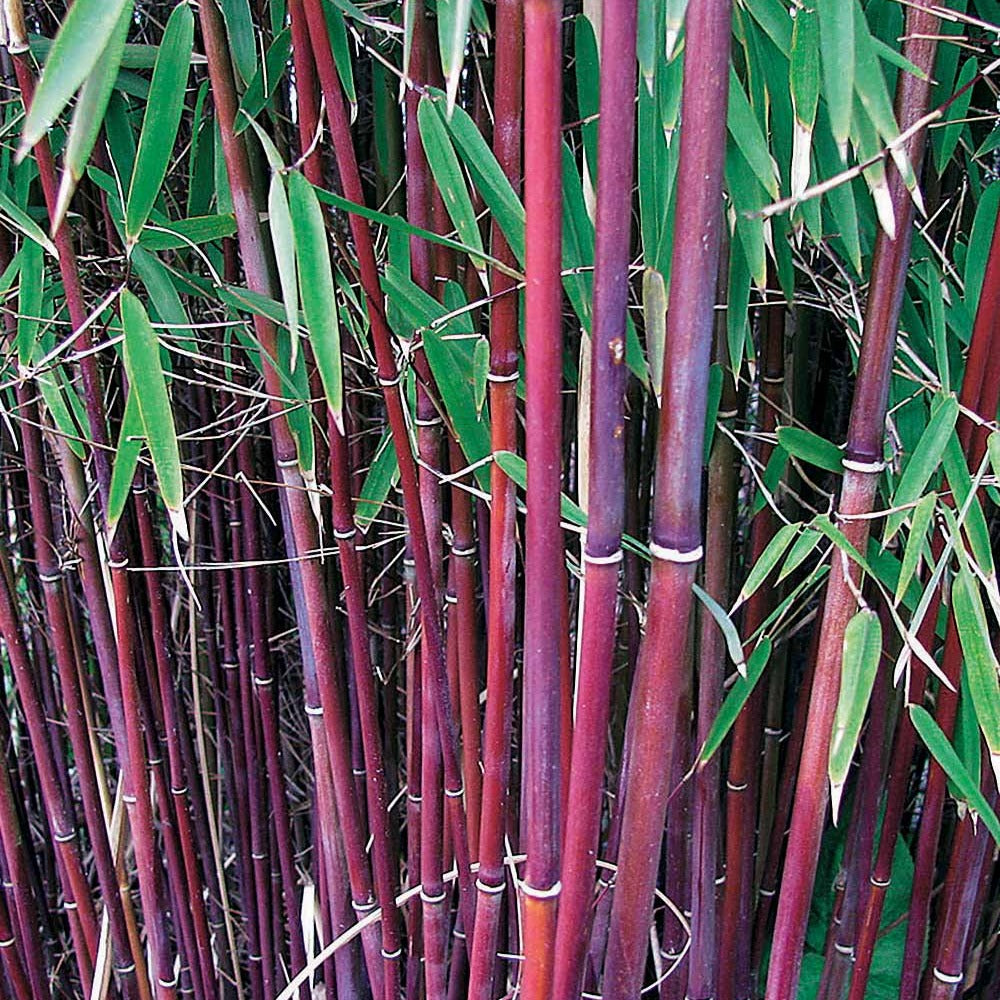 Bambou à cannes Rouges non-traçant - Fargesia Jiuzhaigou genf - Plantes