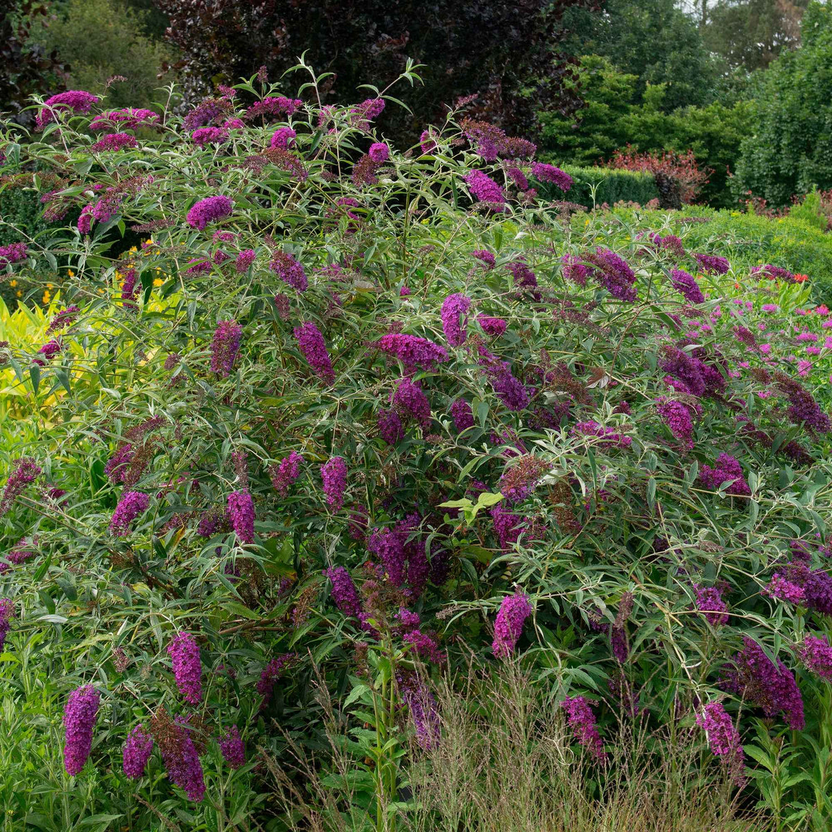 Arbre à papillons Empire Blue - Buddleja davidii Empire Blue - Willemse