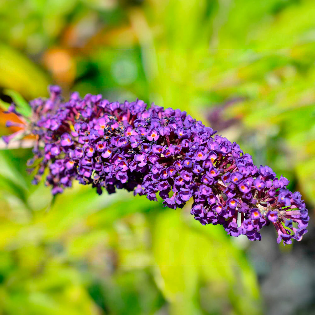 Arbre à papillons Empire Blue - Buddleja davidii Empire Blue - Willemse