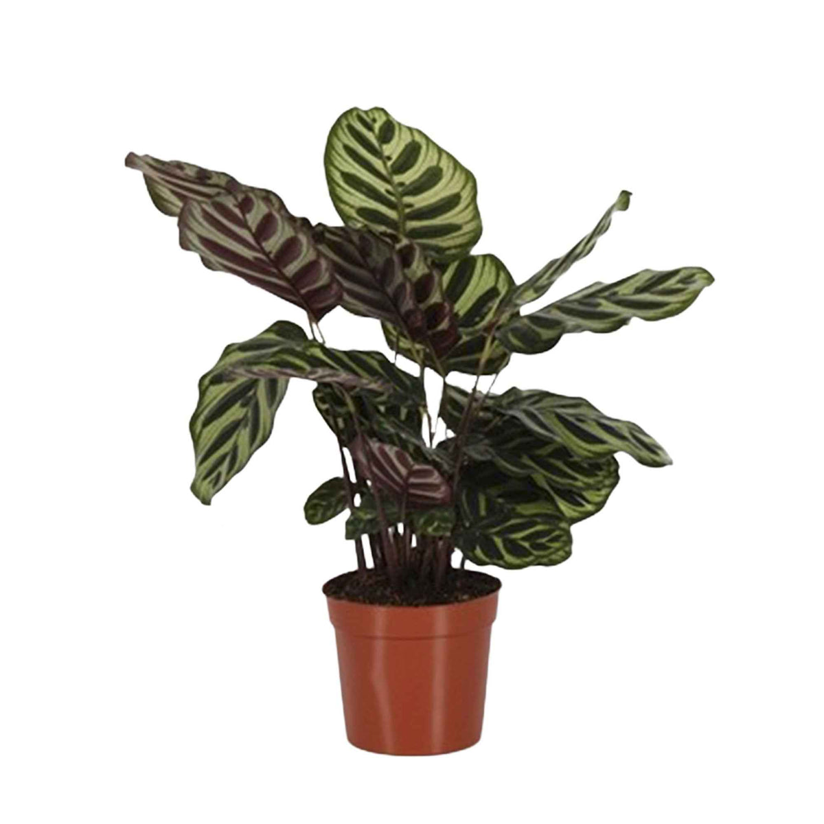 Calathéa paon - Calathea makoyana - Willemse